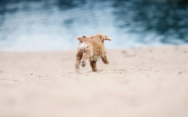 Perro spaniel corriendo en la playa de arena — Foto de Stock