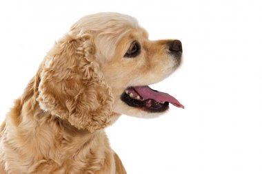 bir Amerikan cocker spaniel izole seyir portresi