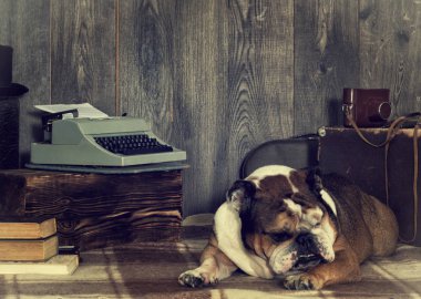 İngilizce bulldog retro tarzı