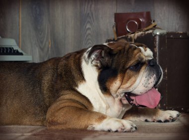 İngilizce bulldog retro tarzı