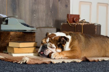 İngilizce bulldog retro tarzı