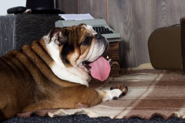 İngilizce bulldog retro tarzı