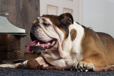 İngilizce bulldog retro tarzı