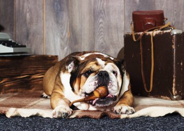 İngilizce bulldog retro tarzı