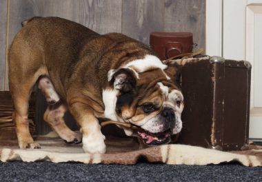 İngilizce bulldog retro tarzı