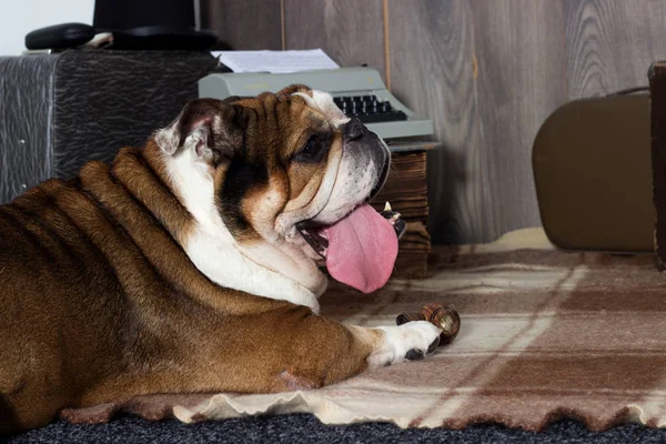 İngilizce bulldog retro tarzı