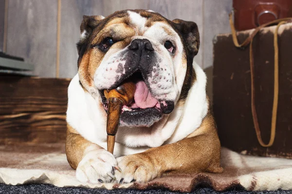 Engelsk Bulldogg retrostil — Stockfoto