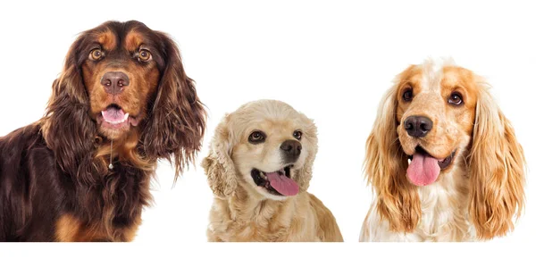Conjunto de perros de la raza spaniel —  Fotos de Stock