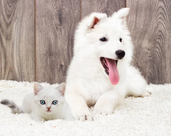 Kitten en pup op een pluizig tapijt — Stockfoto