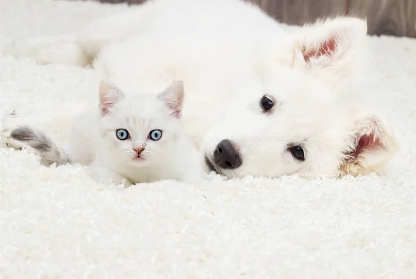 Котенок и щенок на пушистом ковре — стоковое фото
