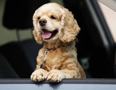 köpek araba pencereden bakmak