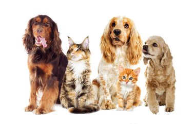 Köpek ve kedi beyaz bir arka plan üzerinde