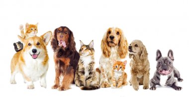 Köpek ve kedi beyaz bir arka plan üzerinde