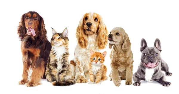 Köpek ve kedi beyaz bir arka plan üzerinde