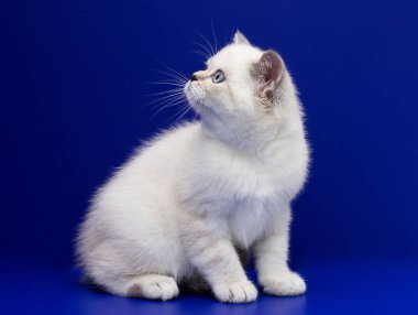 mavi bir arka plan üzerinde İskoç yavru kedi