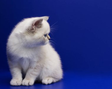 mavi bir arka plan üzerinde İskoç yavru kedi