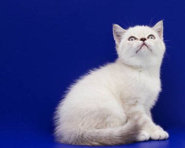 mavi bir arka plan üzerinde İskoç yavru kedi