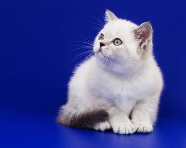 mavi bir arka plan üzerinde İskoç yavru kedi