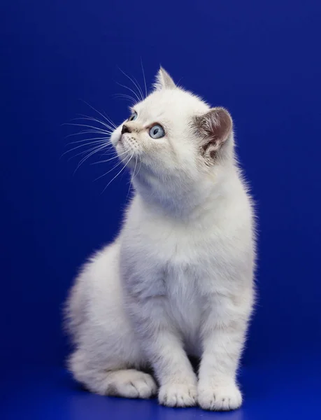 Schottisches Kätzchen auf blauem Hintergrund — Stockfoto