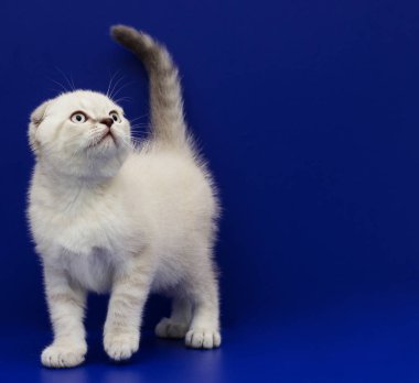 mavi bir arka plan üzerinde İskoç yavru kedi