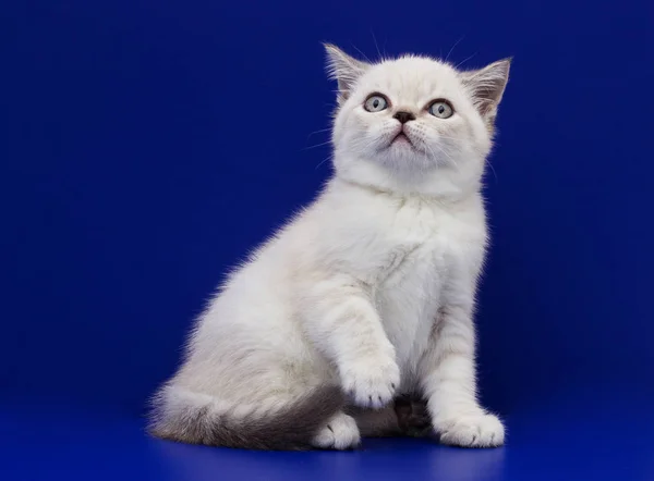 Mavi bir arka plan üzerinde İskoç yavru kedi — Stok fotoğraf