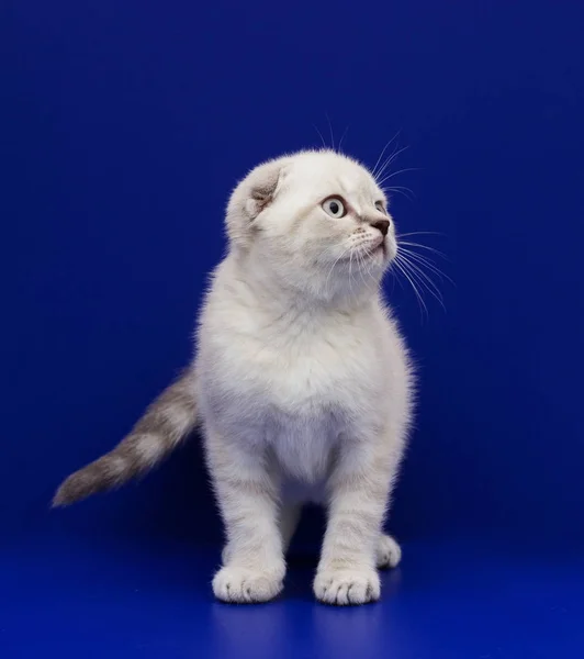 Σκωτσέζικο γατάκι σε μπλε φόντο — Φωτογραφία Αρχείου
