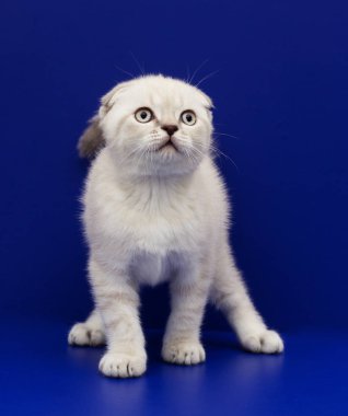 mavi bir arka plan üzerinde İskoç yavru kedi