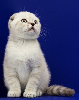 mavi bir arka plan üzerinde İskoç yavru kedi