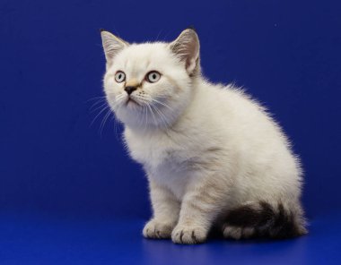 mavi bir arka plan üzerinde İskoç yavru kedi