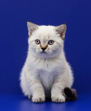 mavi bir arka plan üzerinde İskoç yavru kedi