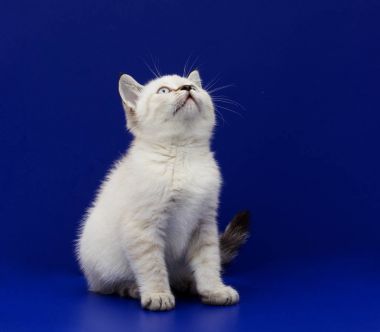 mavi bir arka plan üzerinde İskoç yavru kedi