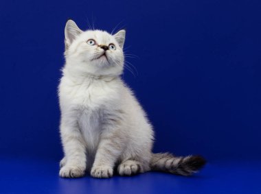 mavi bir arka plan üzerinde İskoç yavru kedi