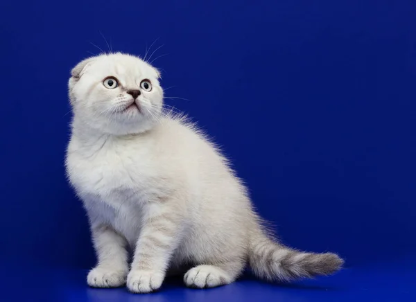 Schotse kitten op een blauwe achtergrond — Stockfoto