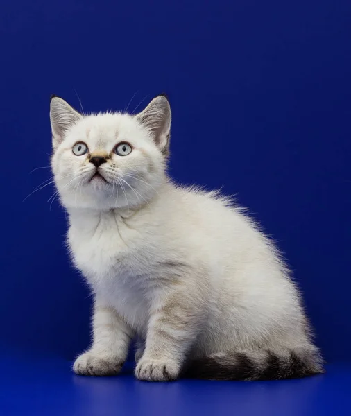 Mavi bir arka plan üzerinde İskoç yavru kedi — Stok fotoğraf