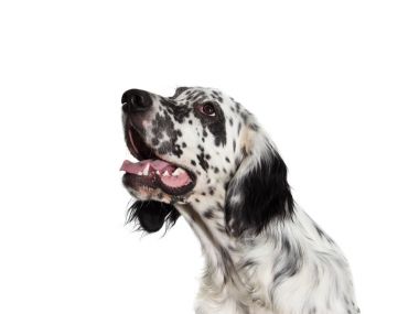 portre setter köpek arıyorum