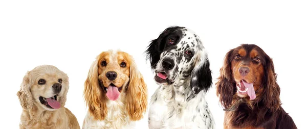 Retrato de un perro inglés setter y spaniel buscando — Foto de Stock