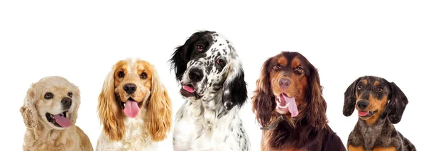 Retrato de um cão de caça inglês e spaniel olhando — Fotografia de Stock