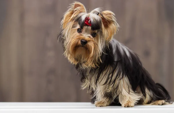 Yorkshire terrier pies na podłoże drewniane — Zdjęcie stockowe