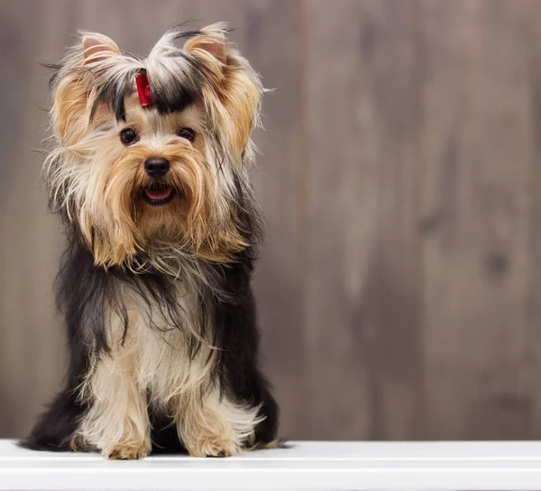 木製の背景にヨークシャー ・ テリア犬 — ストック写真