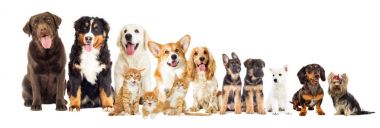 Köpekler kümesi ve yavru kedi