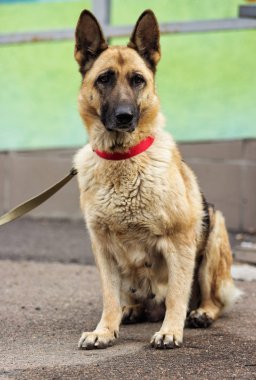 Çoban köpeği asfaltta oturur.