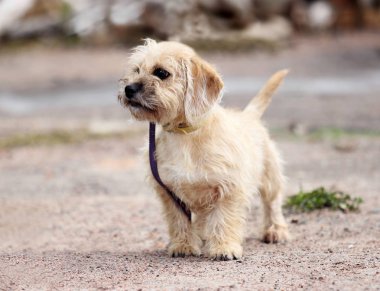 Köpek yünlü dachshund köpeği