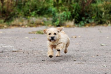 Dachshund köpeği dışarıda koşuyor.