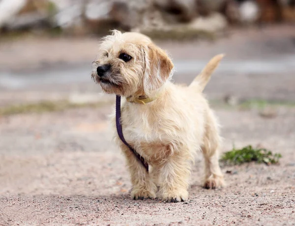 Köpek yünlü dachshund köpeği