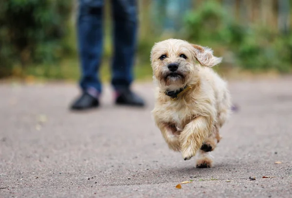 Dachshund Собака Бежит Открытом Воздухе — стоковое фото