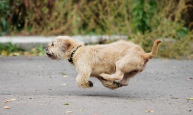 Dachshund köpeği dışarıda koşuyor.