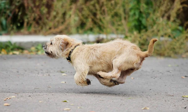 Dachshund Cão Correndo Livre — Fotografia de Stock