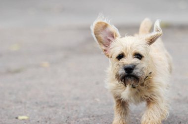 Uzun saçlı dachshund köpek hızlı koşar.