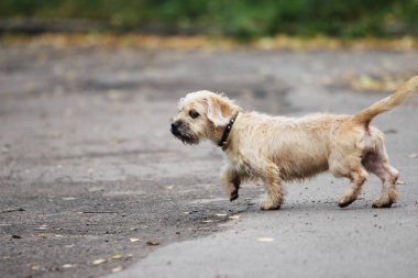Uzun saçlı dachshund köpek kaçar.