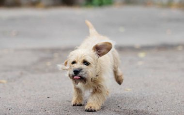 Uzun saçlı dachshund köpek hızlı koşar.